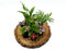 3 Closed Terrarium Plants • Small Mixed Terrarium Plants in 5cm Pot