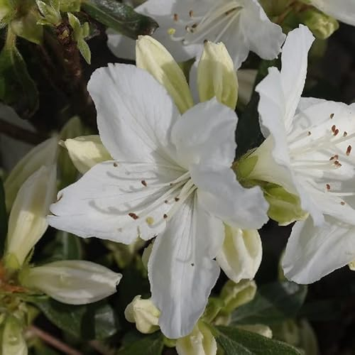 Japanische Azalee 'Weiß' - Azalea japonica 'Weiß' - 25-30_C
