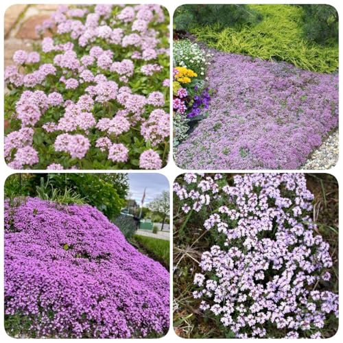 1000 pz Semi di timo strisciante tappezzanti Semi di fiori di campo Piante da interno Timo serpillo, timo mongolico, Semi di prato fiorito Piante da giardino rocciose resistenti Semi