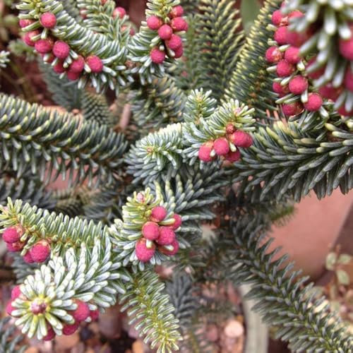 Semi dell'albero di Natale, Acquista alberi, piante da balcone Semi per l'albero di Natale, piante rare comprare semi di alberi piante in vaso resistenti all'esterno Le piante da 250pcs