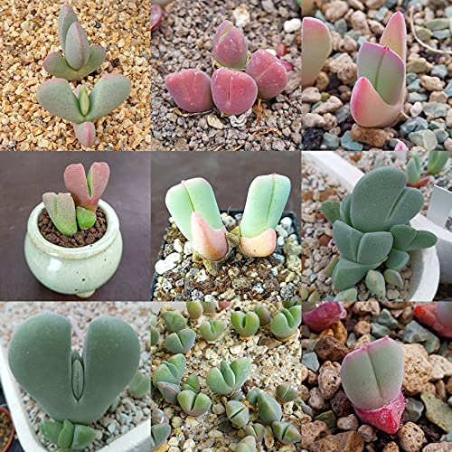 Cheiridopsis Samen Mischung - Sunnyplants, Cheiridopsis Samen, Lithops Samen, Lebende Steine (20)