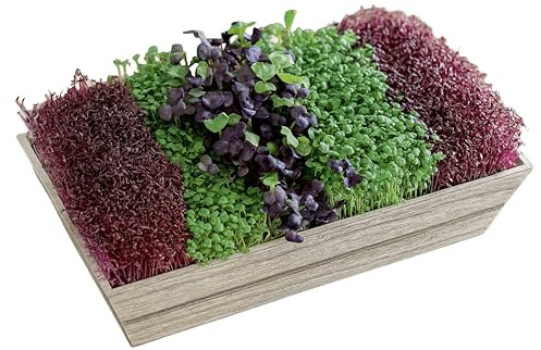 MICROGREEN PROS™ Premium Seeds Gift Set with Limited Edition Grey Wooden Planter Kit