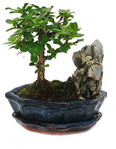 Bonsai Fukientee Carmona microphylla Felslandschaft ca. 6 Jahre 14cm Schale