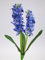 Seidenblumen Roß Hyazinthe mit 2 Blütendolden 36cm JA Kunstblumen Kunstpflanzen künstliche Blumen Pflanzen (Blau)