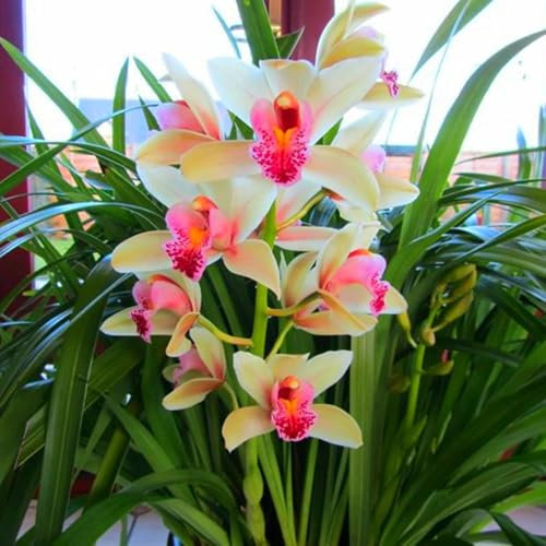 Cymbidium orchid bulbi,Orchidea del cymbidium,cymbidium pianta vera,Piante erbacee perenni,Cymbidium planta,Decorazione del giardino(non fiori artificiali,senza semi)-5 bulbi-E