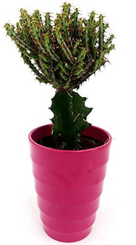 POWERS TO FLOWERS - GYMNOCACTUS EUPHORBIA SU INNESTO, IN VASO CERAMICA LILLA, pianta vera