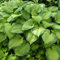 3 x Hosta plantaginea 'Guacamole' im 1 Liter Topf (Staude/Winterhart/Bodendecker/Mehrjährig) Duft Funkie, Herzblatt-Lilie - Strahlendes Laub und ein Hauch von Duft - von Stauden Gänge