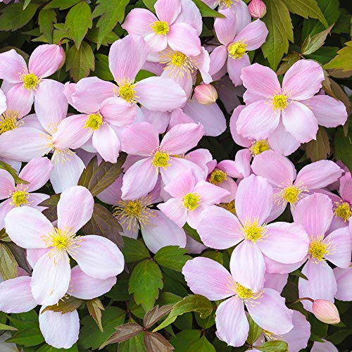 Clématite Montana Rubens, plante grimpante à fleurs roses, arbuste pour jardin extérieur en pot.