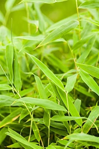 Fargesia murielae 'Jumbo' 150-175 cm - Gartenbambus, immergrün, winterhart, ideal als Sichtschutz, pflegeleicht, nicht invasiv