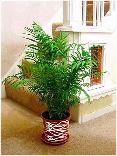 Grandi piante da appartamento sempreverdi tradizionali in vaso con decorazione metallica della linea intrecciata - Parlour Palm Elegans