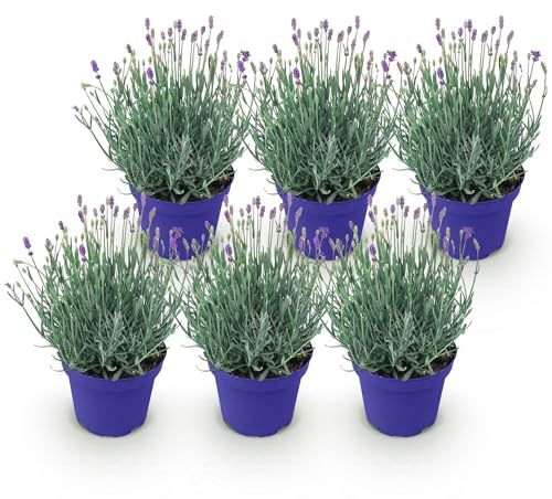 GreenboutiQ - Gartenpflanze - Lavandula angustifolia Hidcote - Lavendel - Winterhart - Lila - 6 Pflanzen - Topf 12cm - Höhe 15-25cm
