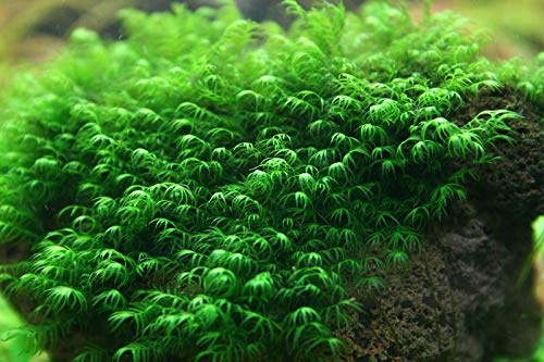 Aquarium Fan Phoenix Moss (Fissidens fontanus) - Mini Cup 50 ml - Beauty Moss Cup *TOP-Rarity*