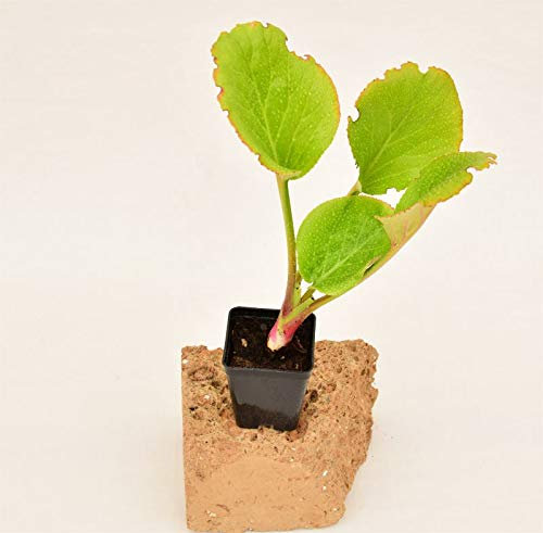 Pianta Bergenia Cordifolia, Vaso 7cm, Altezza 10/15cm