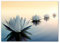 Tulup Impression sur verre de 100x70 cm Image Tableau Photo décorative panoramique pour la cuisine et le salon - Fleurs et plantes - Fleurs De Lotus - Blanc