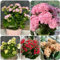 500 piezas Semillas de Kalanchoe - Plantas resistentes al invierno para balcón, Kalanchoe blossfeldiana, Flor decorativa para almuerzo de oficina, Semillas de flores resistentes, Regalo de