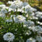 200 pcs schleifenblume samen - balkon blumen, bonsai samen topfpflanzen draußen winterhart ausgefallene geschenke indoor garten deko büro zimmerpflanzen gartensamen pflanztöpfe balkon