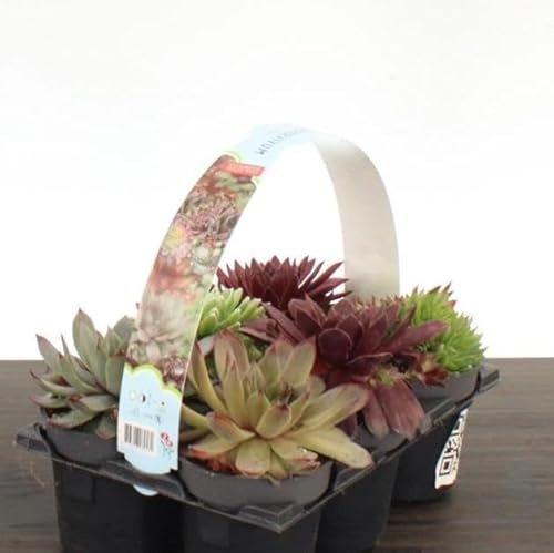 Hauswurz Set aus 6 verschiedenen Sempervivum-Sorten, Sukkulenten-Kollektion
