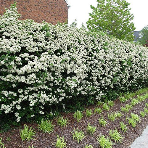 HIMALAYAN Biancospino Crataegus Pyracantha crenulata 15 SEMI