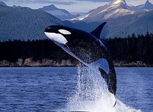 iCoCofly Diamond Painting mädchen 5d Diamond Painting Handgefertigt Vollbohrer Crystal Strass Kreuzstich Stickerei Malerei Arts Craft für Hause Wanddekoration - Orca cod.3257, 30 x 40 cm