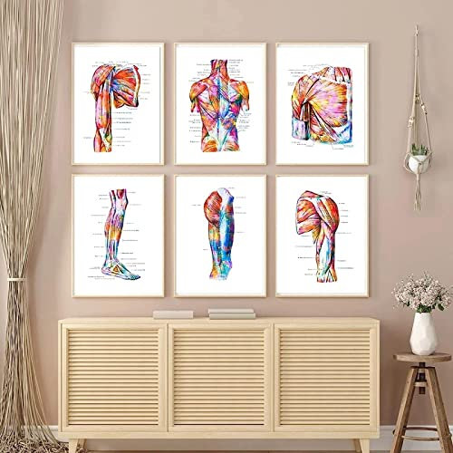 HTWLMM Anatomie Medizin Leinwand Malerei Bilder Menschliches Muskelsystem Poster Kunstdruck Wandbilder für Krankenhaus Klinik Deko Rahmenlos (6X20X30CM)
