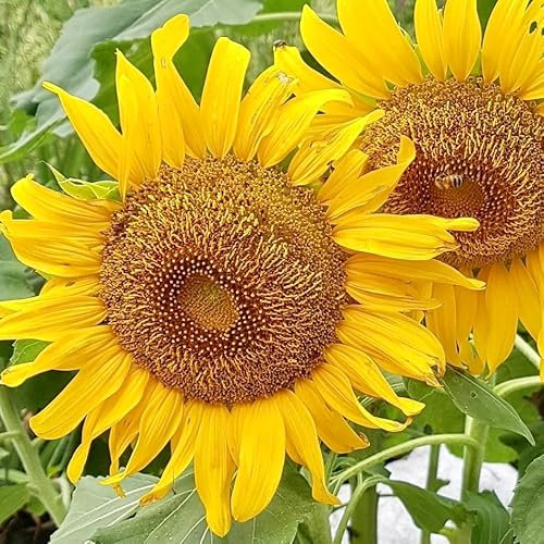 Sunflower, Helianthus Sunspot Dwarf, Plug Plants, Bee and Wildlife Friendly (3)