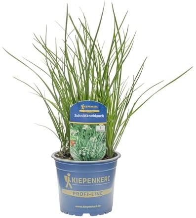 Kiepenkerl Schnittknoblauch Pflanze Allium tuberosum mildes Knoblaucharoma 12cm Topf 8er Set 8 Pflanzen
