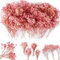 Oning 65 pcs Rosa Schleierkraut Getrocknete, Natürliche Mini Gypsophila Blumensträuße zum Weihnachten Basteln über 4000 Blütenknospe Schleierkraut Strauß für Hochzeits Deko Vasen Hause Grußkarte