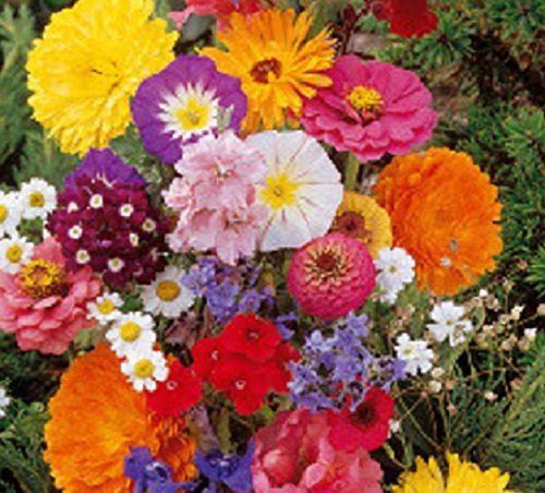 Lot de 50 Graines fleurs en malange a couper jardin colorés fleurs + ou - cornues 40-60 cm semence