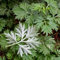 Chinesische Heilkraut Beifuß Samen, Familie Artemisia annua Samen 200pcs