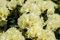 Rhododendron Hybr. 'Stadt Westerstede' 30-40 cm - Rhododendron, weiße Blüten, Blütezeit Mai-Juni, ideal für halbschattige Standorte, immergrün, winterhart