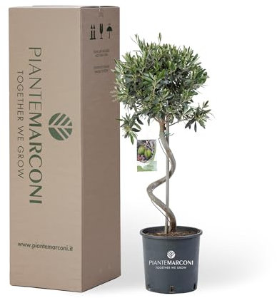 PIANTE MARCONI - Pianta di Ulivo SPIRAL Vera, Olea Europea, Vaso 22, altezza 80-100 cm