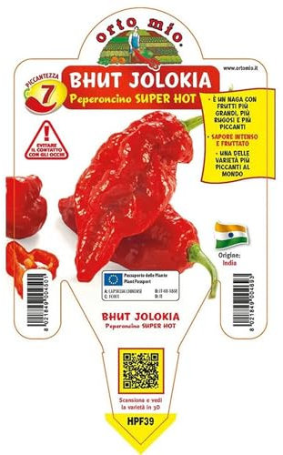 Pianta vera di Peperoncino piccante Bhut Jolokia - Diametro Vaso Ø 14 cm