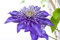 Clematis Hybride 'Multi Blue' Waldrebe Kletterpflanze im Topf gewachsen (40-60cm)