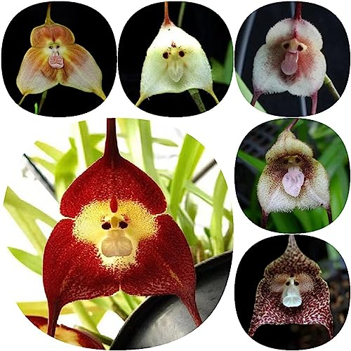 50 Stücke Affen Orchidee Samen, Affengesicht Orchidee Pflanze, winterharte pflanzen für garten (Dracula simia) blumen, bonsai samen balkon blumen, balkonpflanzen winterhart hochbeet