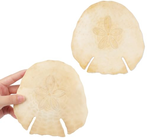 Jangostor Grands coquilles Naturelles, Énorme conque océanique 12-16cm Coquillage Jumbo Parfait pour fête à thème de Plage, décoration de Mariage, décorations de Maison, l'artisanat de Bricolage