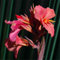 Canna-Knolle, canna zwiebeln winterharte Staude, Gartendekoration, wächst gut in Töpfen, blüht im Sommer-3knollen-B