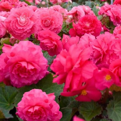 Perfect Plants - Begonia Plants Nonstop Deep Rose - 6 Pack Bedding Plants - Garden Ready Plants.