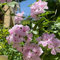 semi geranio odoroso - Pelargonium hortorum - Piante Vere Semi Da Piantare, Fiori Da Esterno Veri Piante Non Comuni Semi Autofiorenti Sistemi Idroponici 100 Pezzi