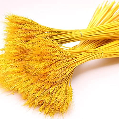 Paquete de 100 Flores Secas Espigas de Trigo Secas Dried Flowers 45 cm Espiga de Trigo Seca Adecuado para Decoración de Chimeneas, Decoración de Mesas, Decoración de Bricolaje y Más