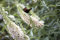 Buddleja 'White Profusion' 80-100 cm - Schmetterlingsflieder, weiße Blüten, Blütezeit Juli-September, Schmetterlingsmagnet, pflegeleicht und winterhart