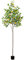 Gresorth Artificial Lemon Tree 6FT Tall Faux Plant for Home Office Decor Indoor Gift Large Fake Potted with Realistic Trunk Lifelike Yellow Fruits