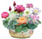 The Sacred Bonsai Bowl Lotus Flower | The Sacred Bonsai Bowl Lotus Flower 7 Days Germination, Bonsai Bowl Lotus Flower Seeds, Mixed Color Bonsai Bowl Lotus Seeds,Aquatic Bonsai Plant (100seeds)