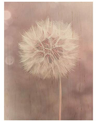 Bilderwelten Holzbild - Pusteblume Bokeh rosa 80 x 60cm