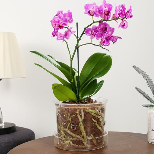 MIBUNG Glass Orchid Pots with Holes and Tray, Clear Breathable Orchids Planter with Drainage Holes for Indoor Outdoor Plants, Transparent for Root Visibility(5.8inch)