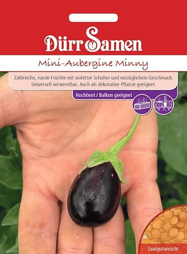Mini Aubergine Samen ca 10 Korn Auberginesamen Gemüse Violette Früchte Balkon Hochbeet Garten Saatgut Dürr Samen