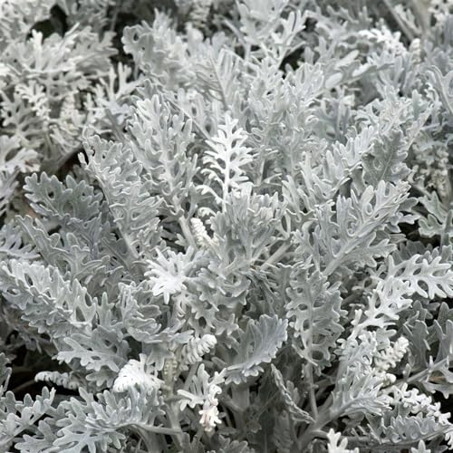 Perfect Plants - Cineraria Maritima Silver Dust Plants - 6 Pack Garden Ready Bedding Plants.