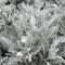 Perfect Plants - Cineraria Maritima Silver Dust Plants - 6 Pack Garden Ready Bedding Plants.