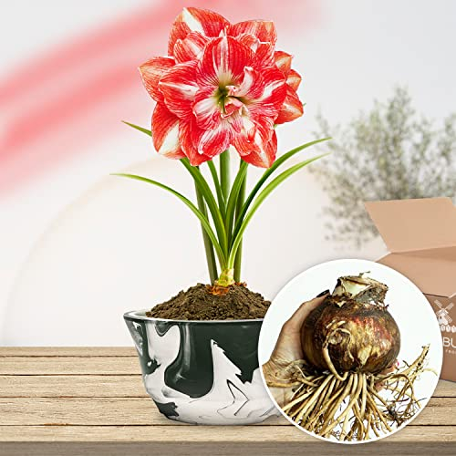 Amaryllis Zwiebel Double Red-White - 1 Blumenzwiebel in Großformat 26/30 - Exklusive Blumenzwiebeln - Echte Pflanzen aus Holland - Hippeastrum Zwiebeln (keine Samen, Wachs und nicht künstlich)