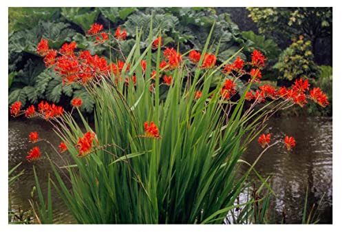10x Crocosmia Lucifer Summer Flowering Bulbs Firey Stars Spring Planting Red Montbretia Easy to Grow Garden Perenial Flowers