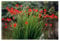 10x Crocosmia Lucifer Summer Flowering Bulbs Firey Stars Spring Planting Red Montbretia Easy to Grow Garden Perenial Flowers